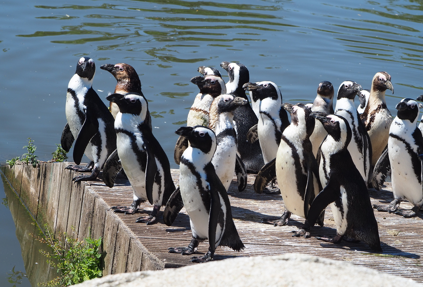 African penguins (Spheniscus demersus), 2022-06-28