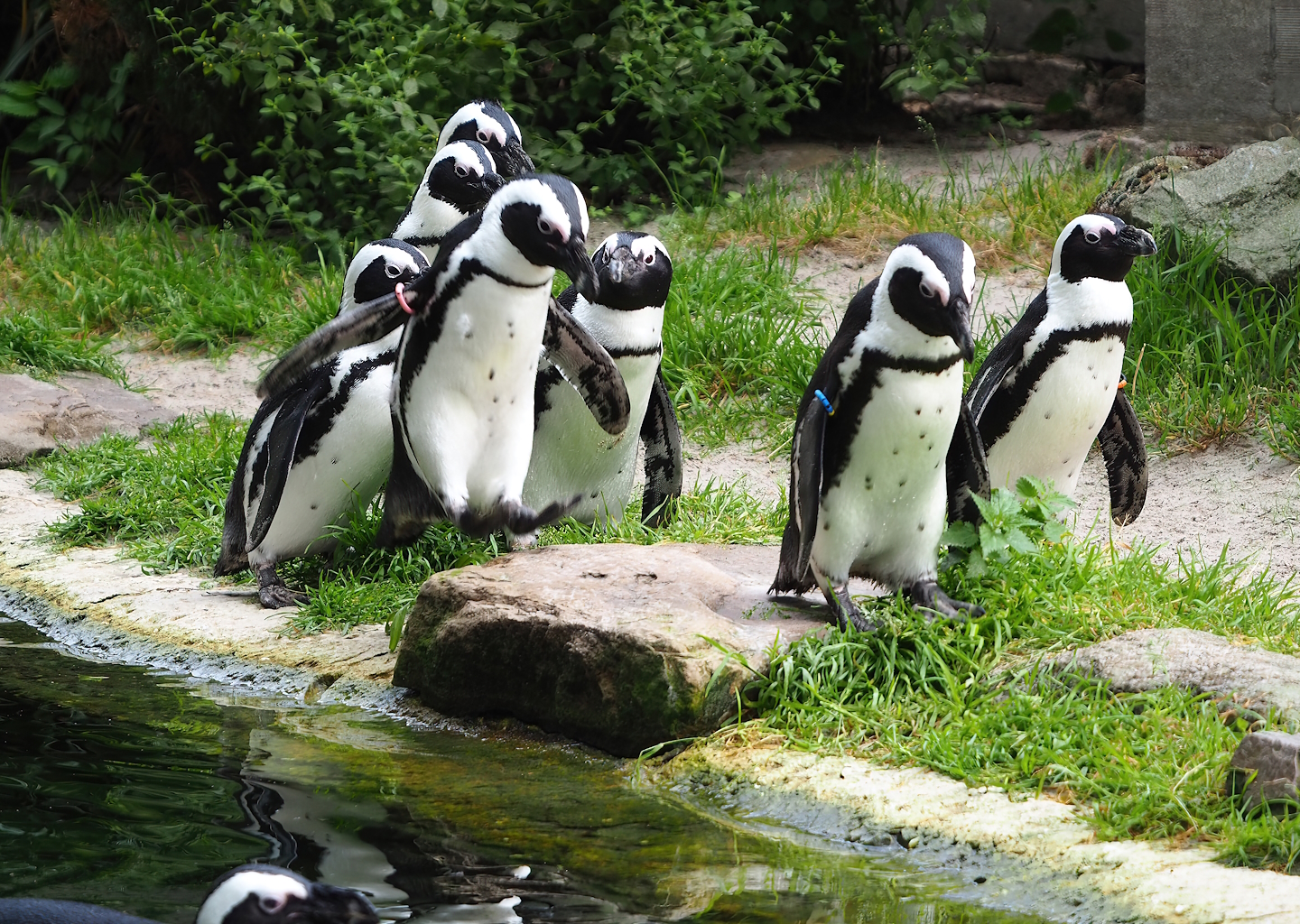 African penguins (Spheniscus demersus), 2022-07-10
