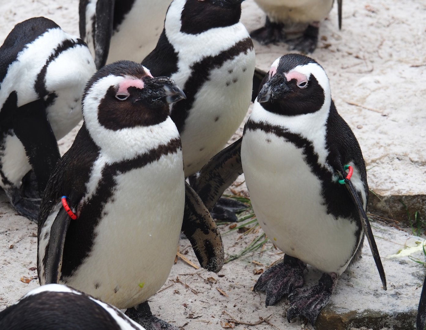 African penguins (Spheniscus demersus), 2023-04-08