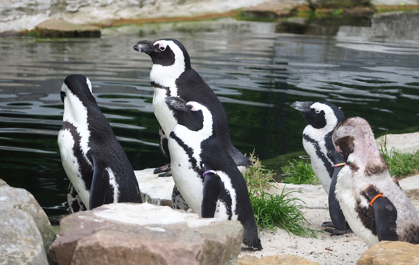 African penguins (Spheniscus demersus), 2023-07-02