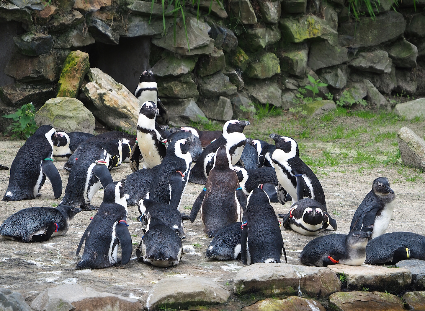 African penguins (Spheniscus demersus), 2023-08-15