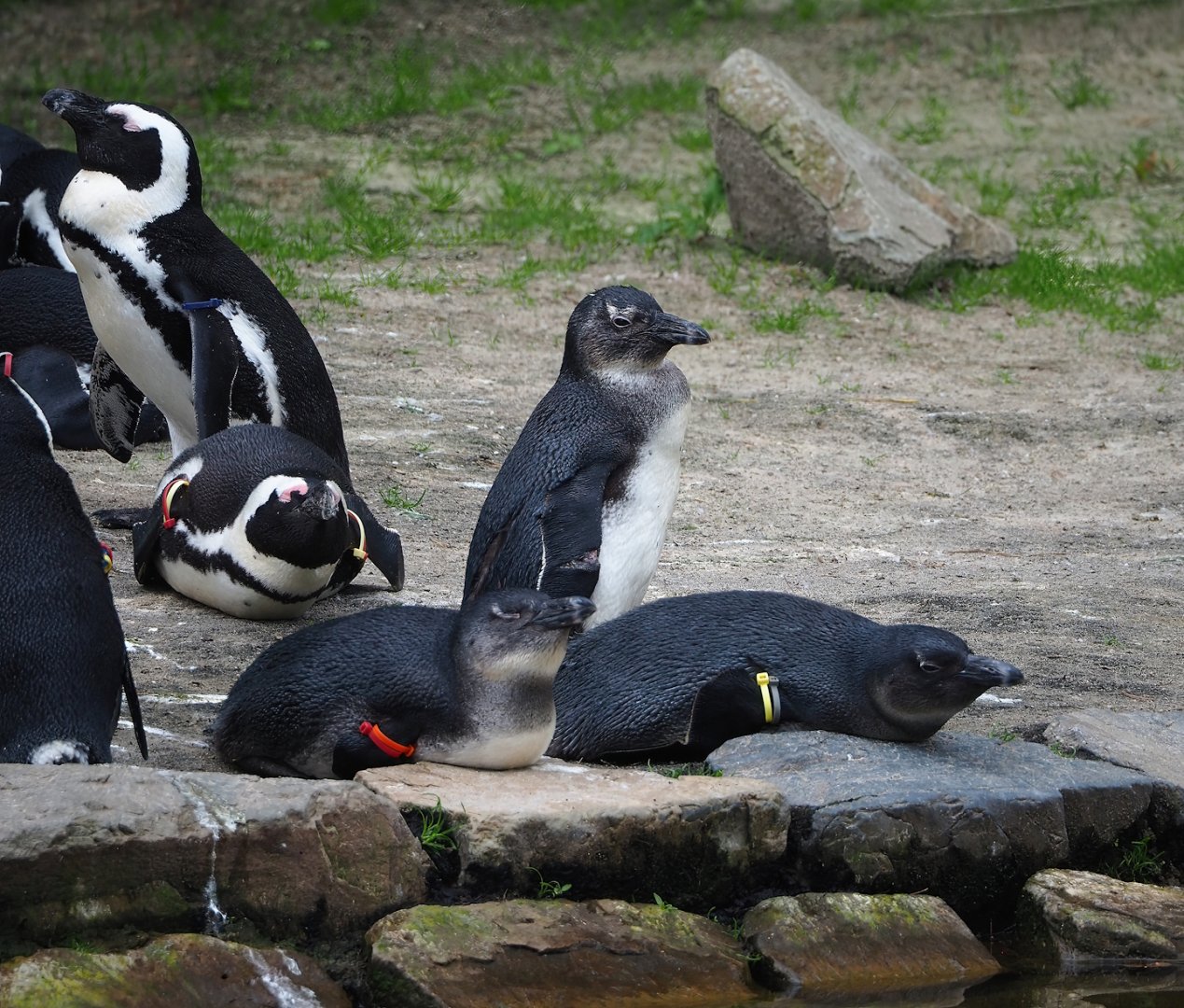 African penguins (Spheniscus demersus), 2023-08-15