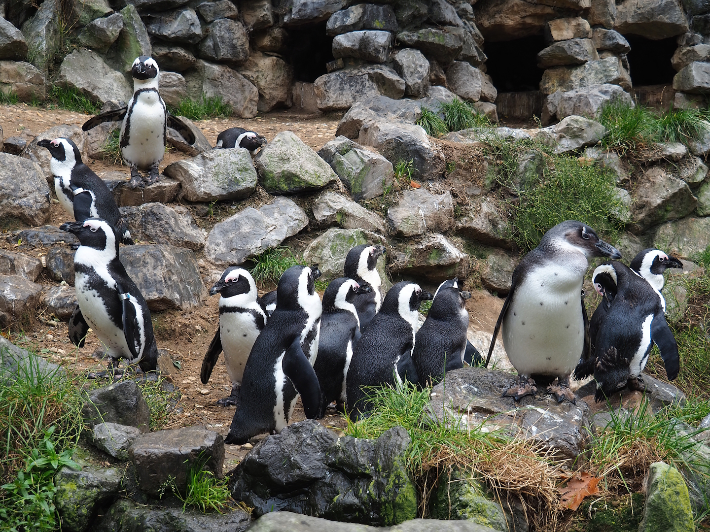 African penguins (Spheniscus demersus), 2023-10-07
