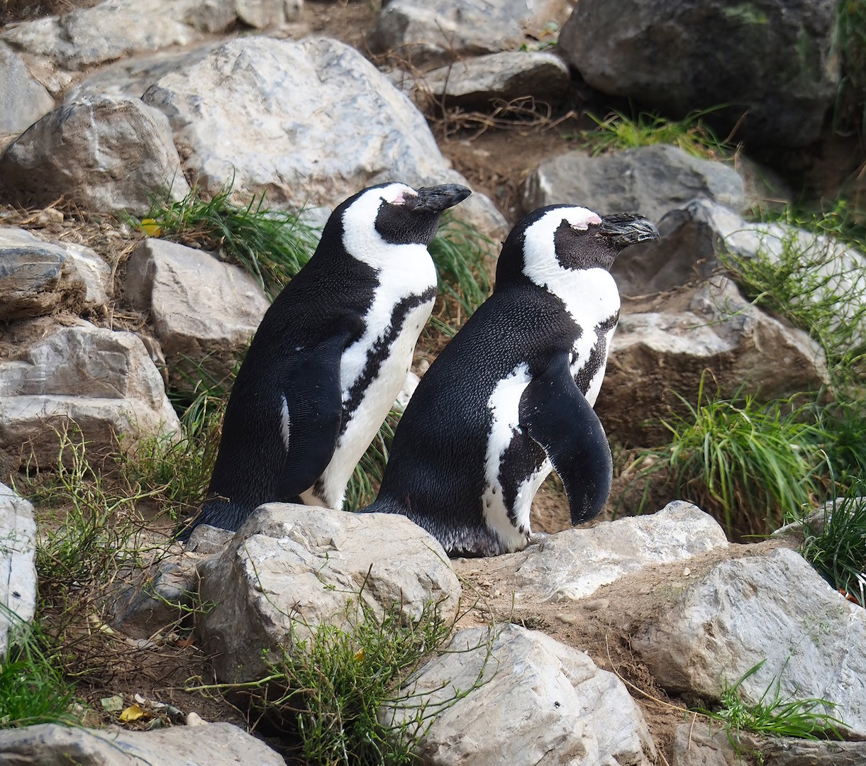 African penguins (Spheniscus demersus), 2023-10-07
