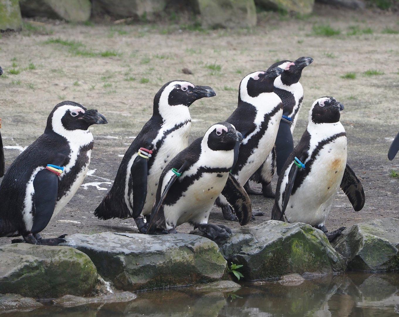 African penguins (Spheniscus demersus), 2024-04-06