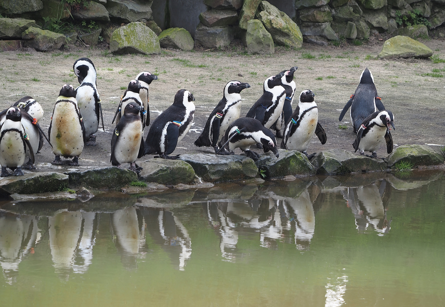 African penguins (Spheniscus demersus), 2024-04-06