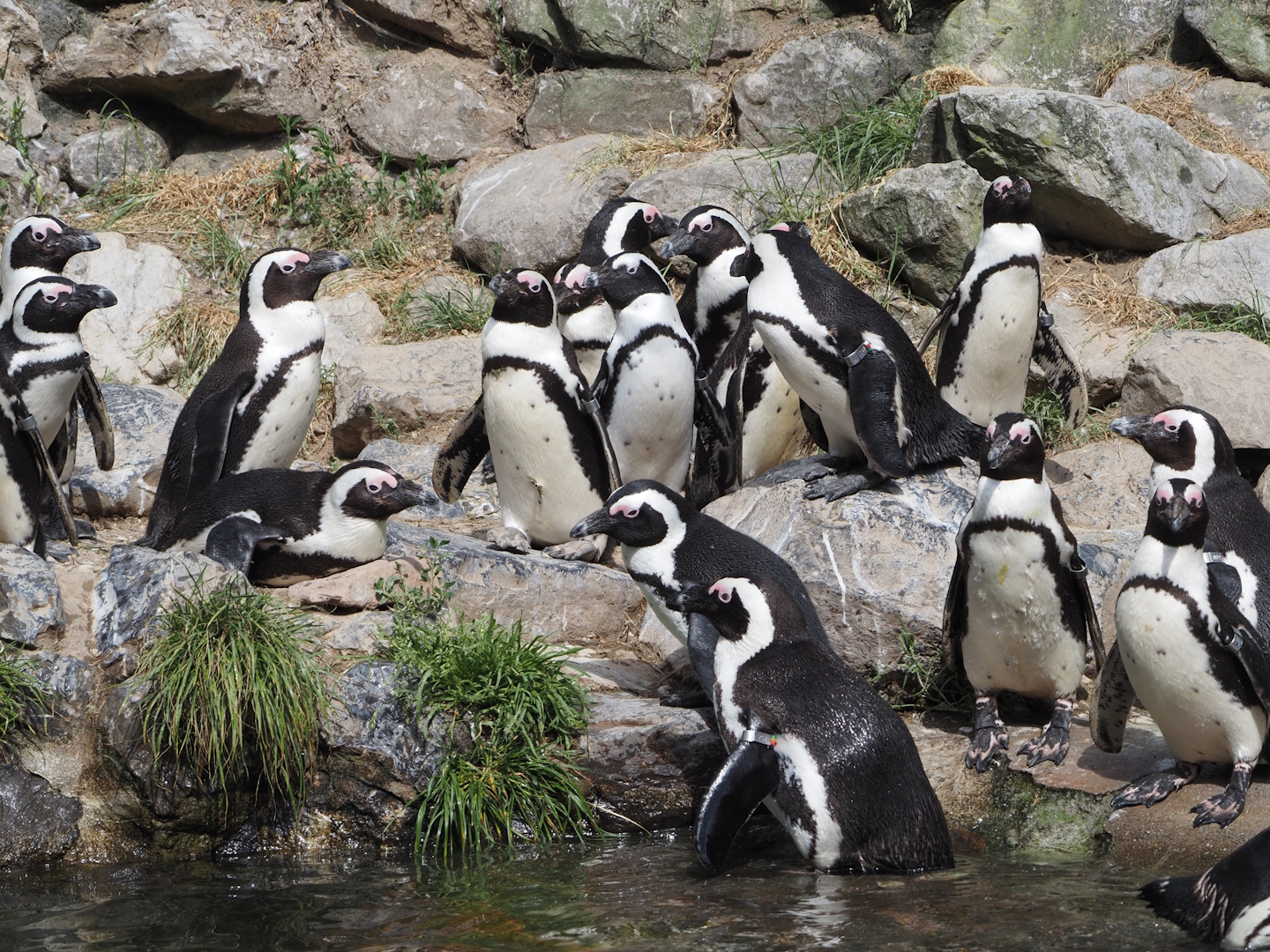 African penguins (Spheniscus demersus), 2025-05-17