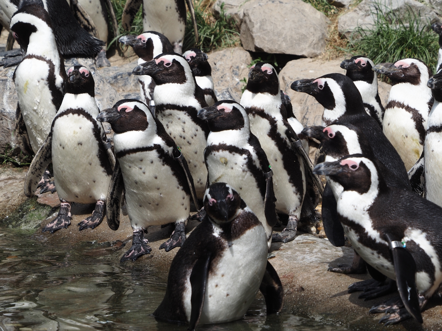African penguins (Spheniscus demersus), 2025-05-17