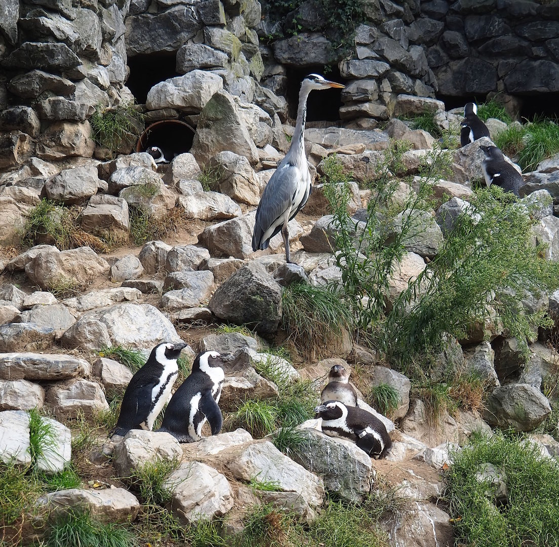 African penguins (Spheniscus demersus) and Wild Grey heron (Ardea cinerea), 2023-10-07