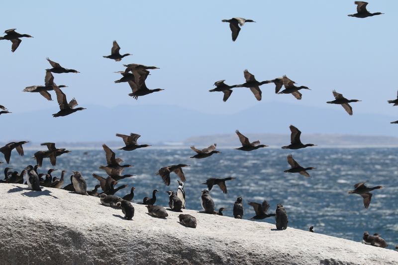 African penguins (Spheniscus demersus) in a flock of cape cormorants (Phalacrocorax capensis)