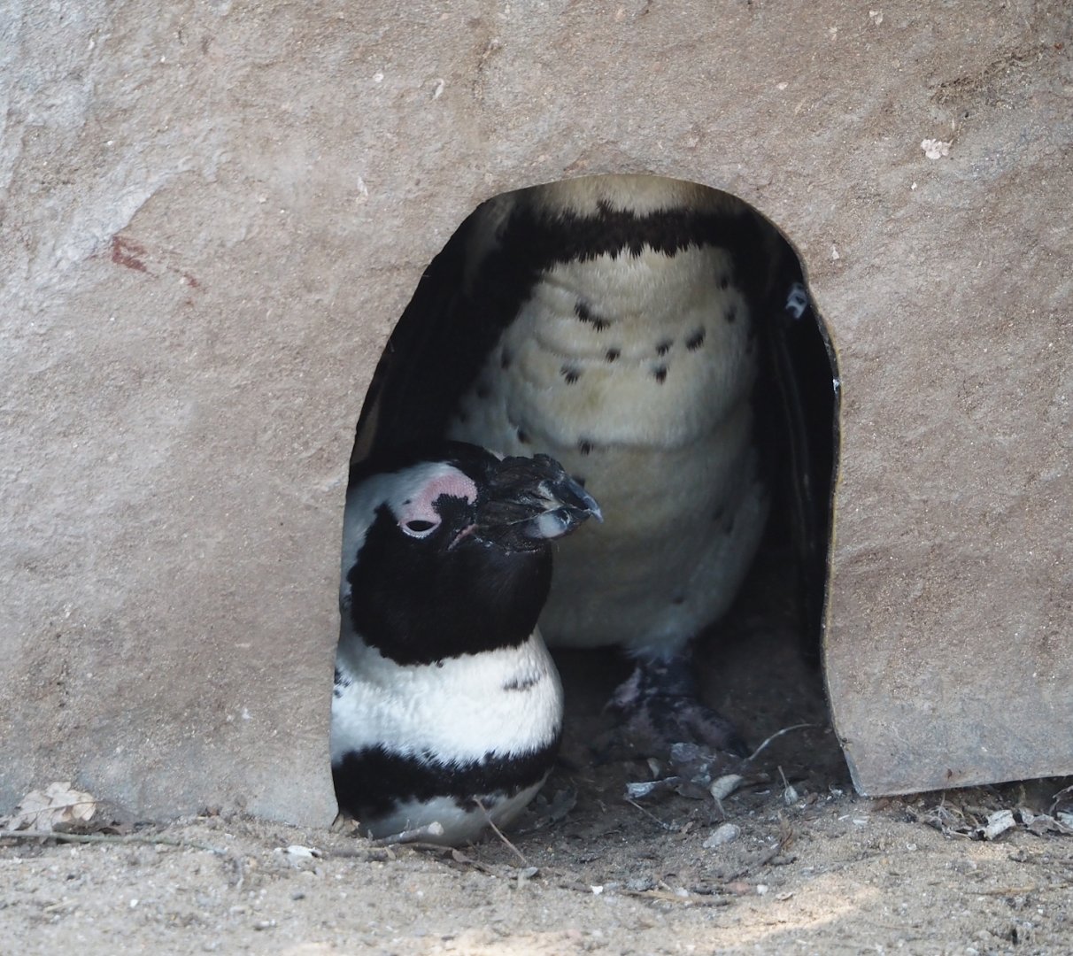 African penguins (Spheniscus demersus) in nest box, 2024-09-17