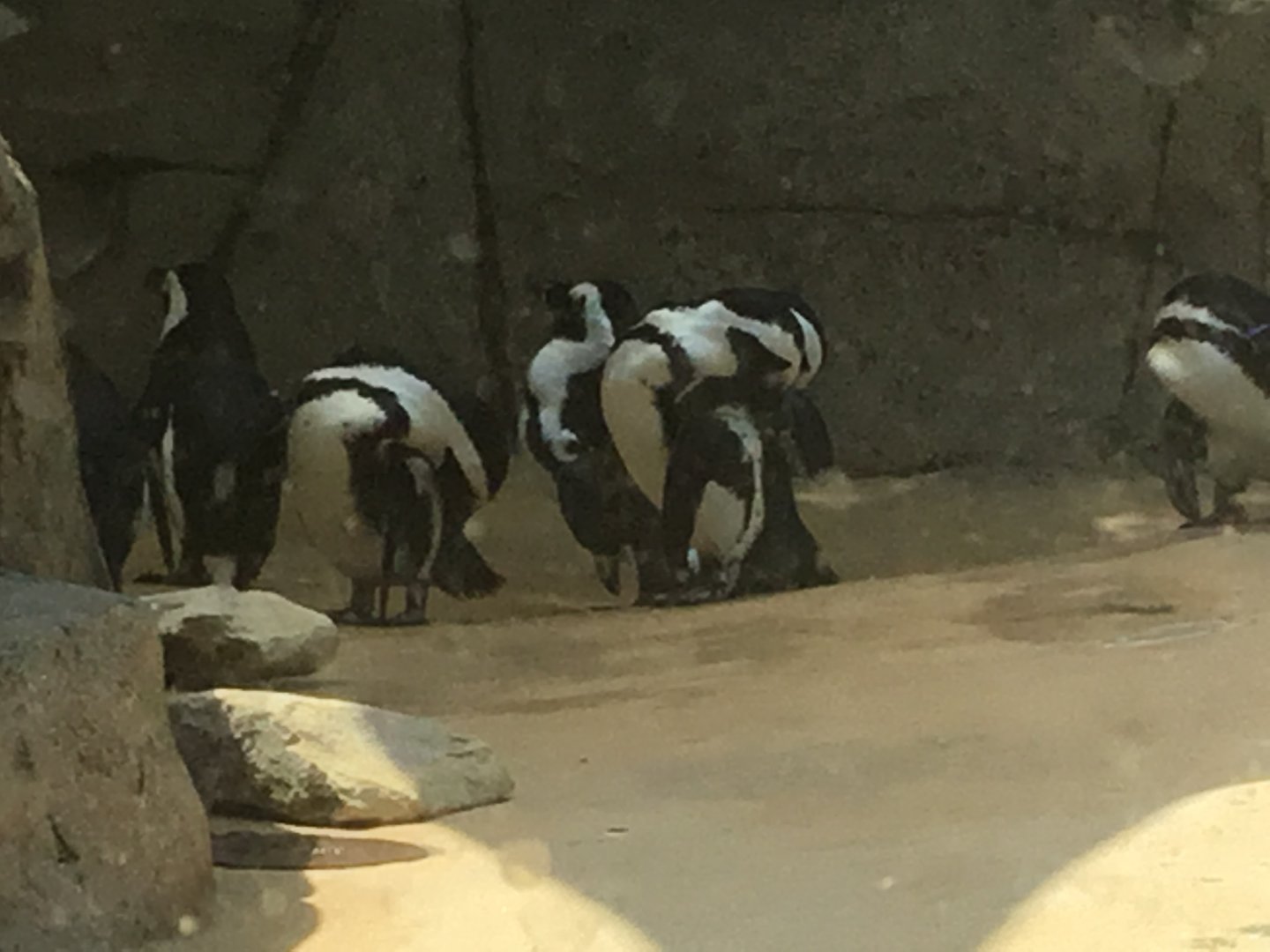 African Penguins (Spheniscus Demersus)