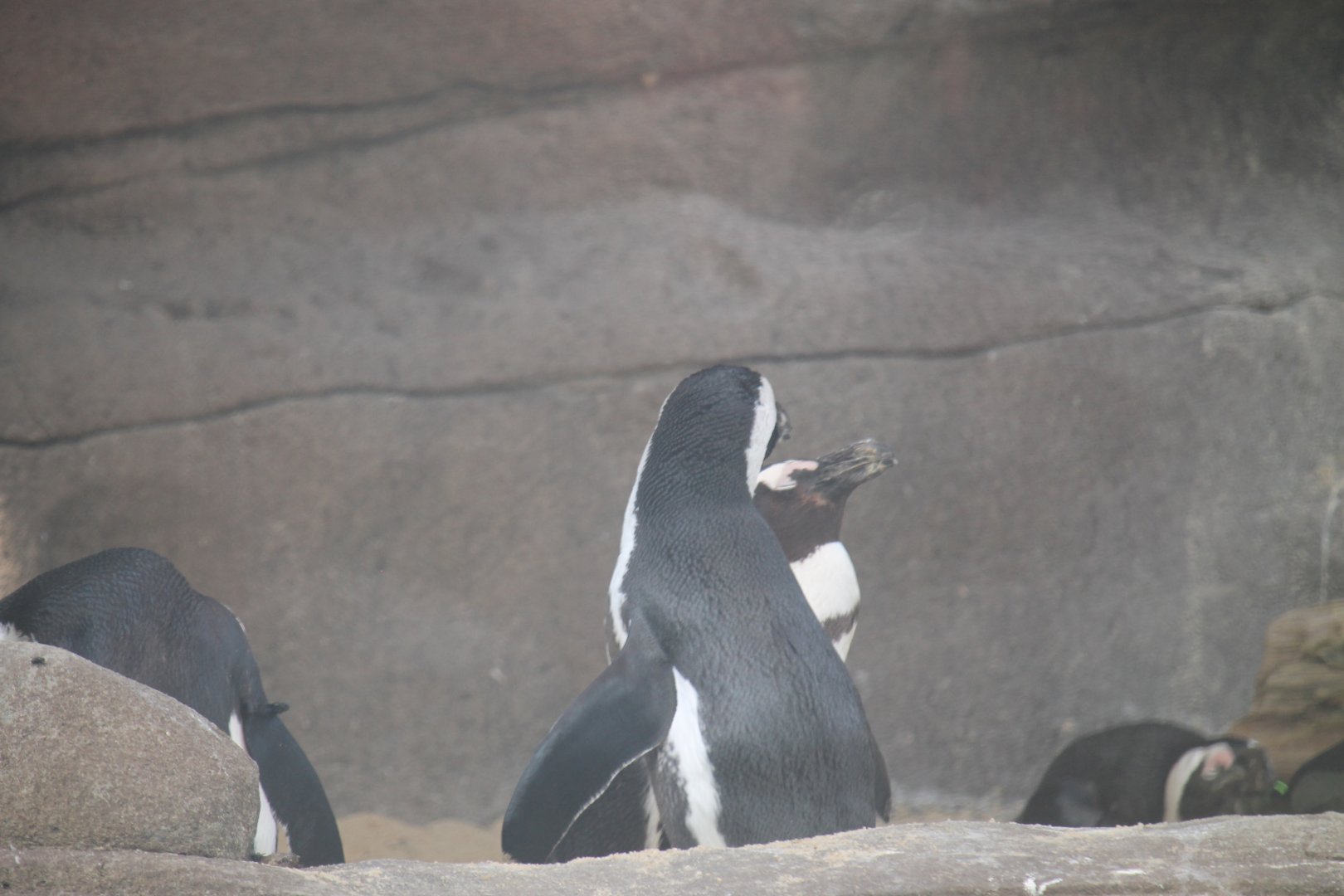 African penguins (Spheniscus demersus)