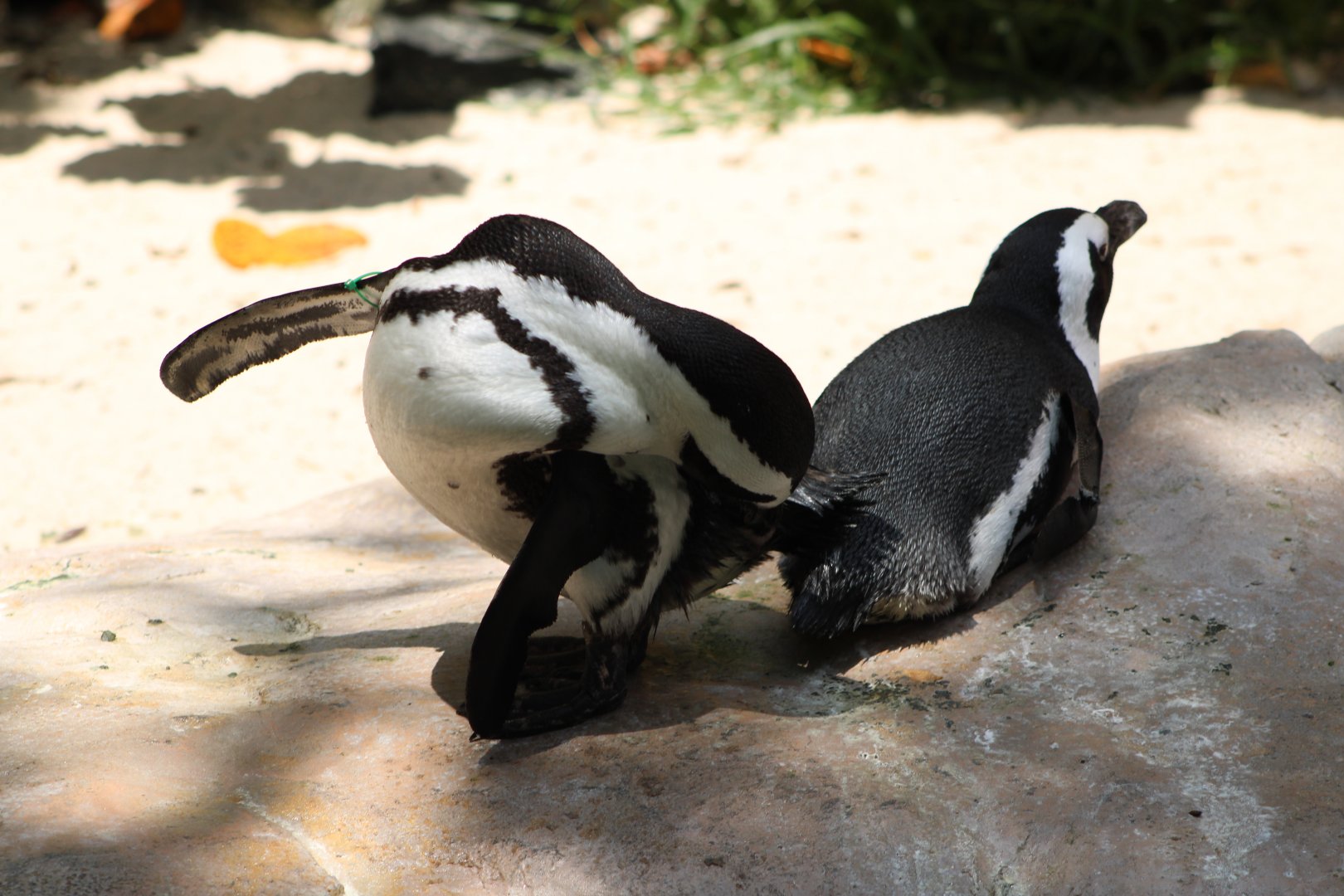 African Penguins (Spheniscus demersus)