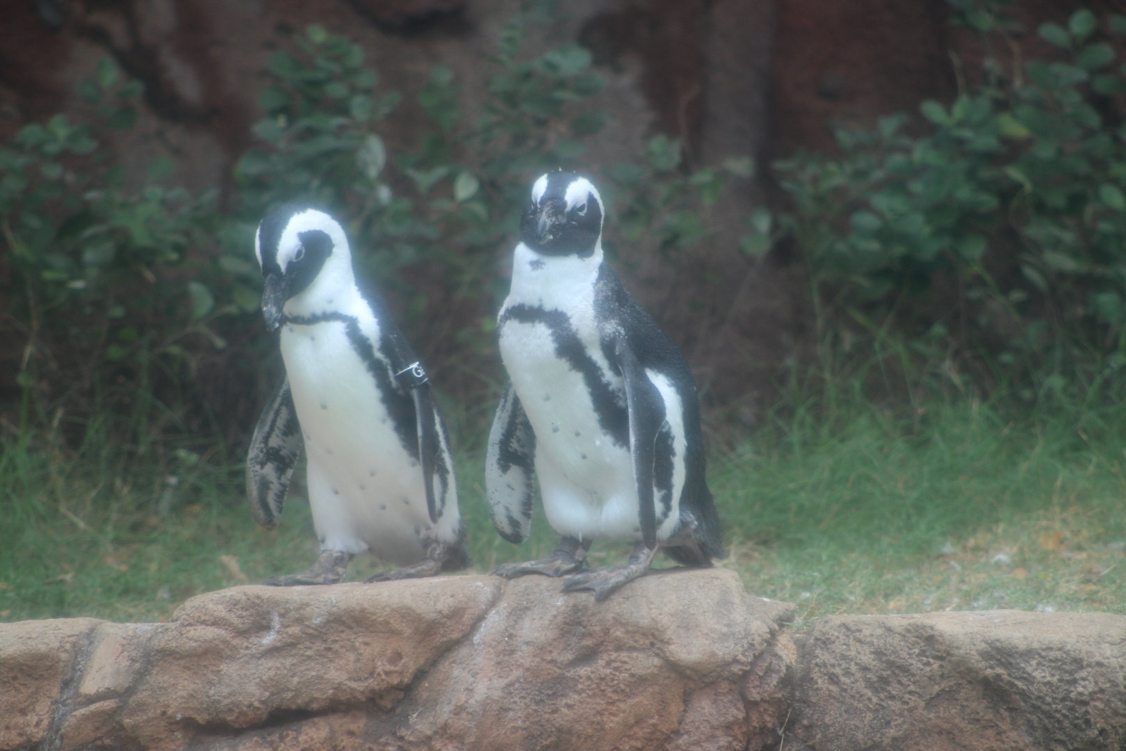 African Penguins (Sphensicus demersus)