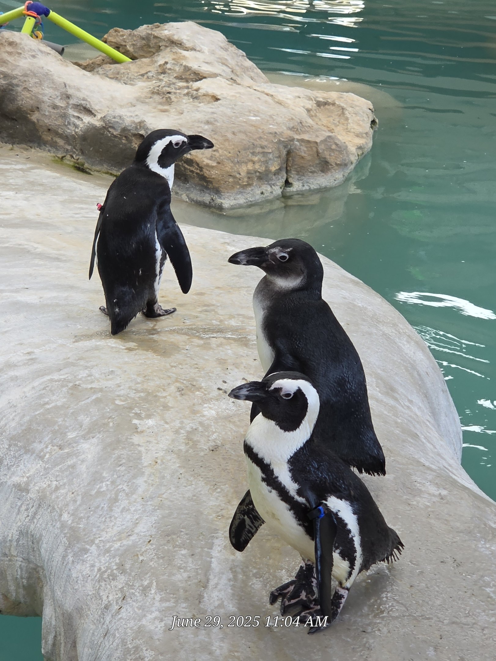 African Penguins - Tanganyika Wildlife Park