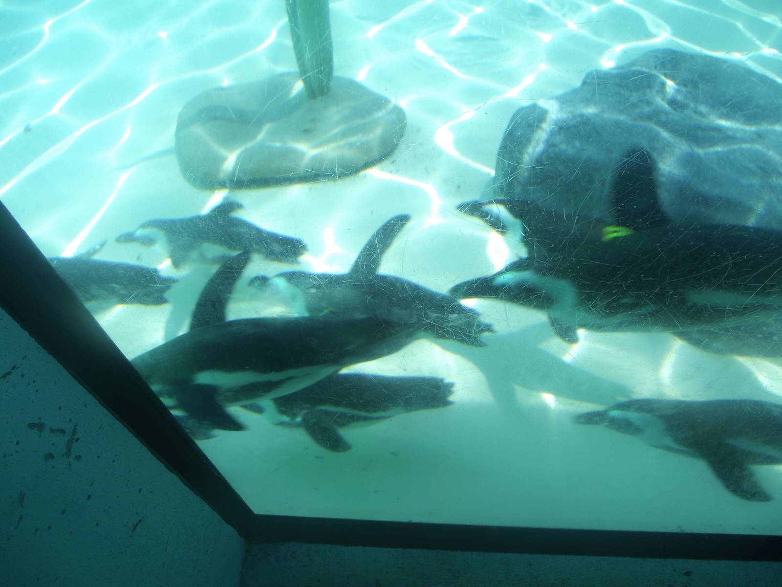 African Penguins Underwater