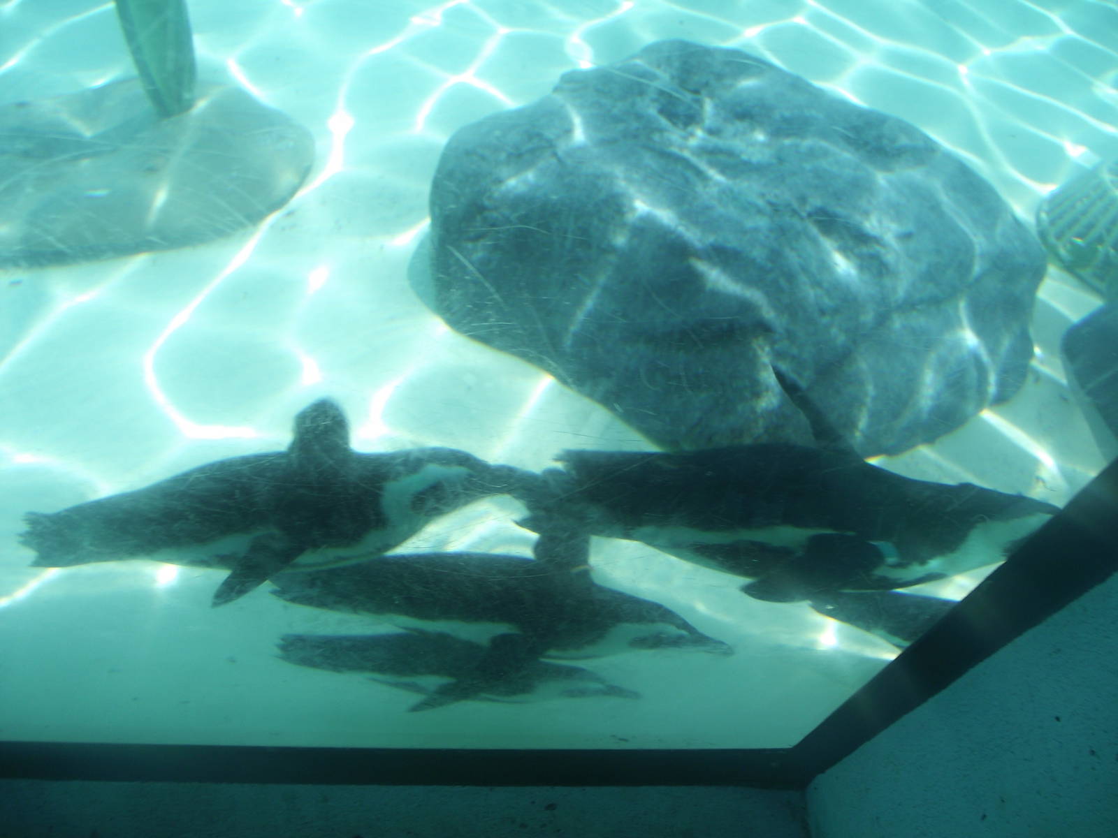 African Penguins Underwater