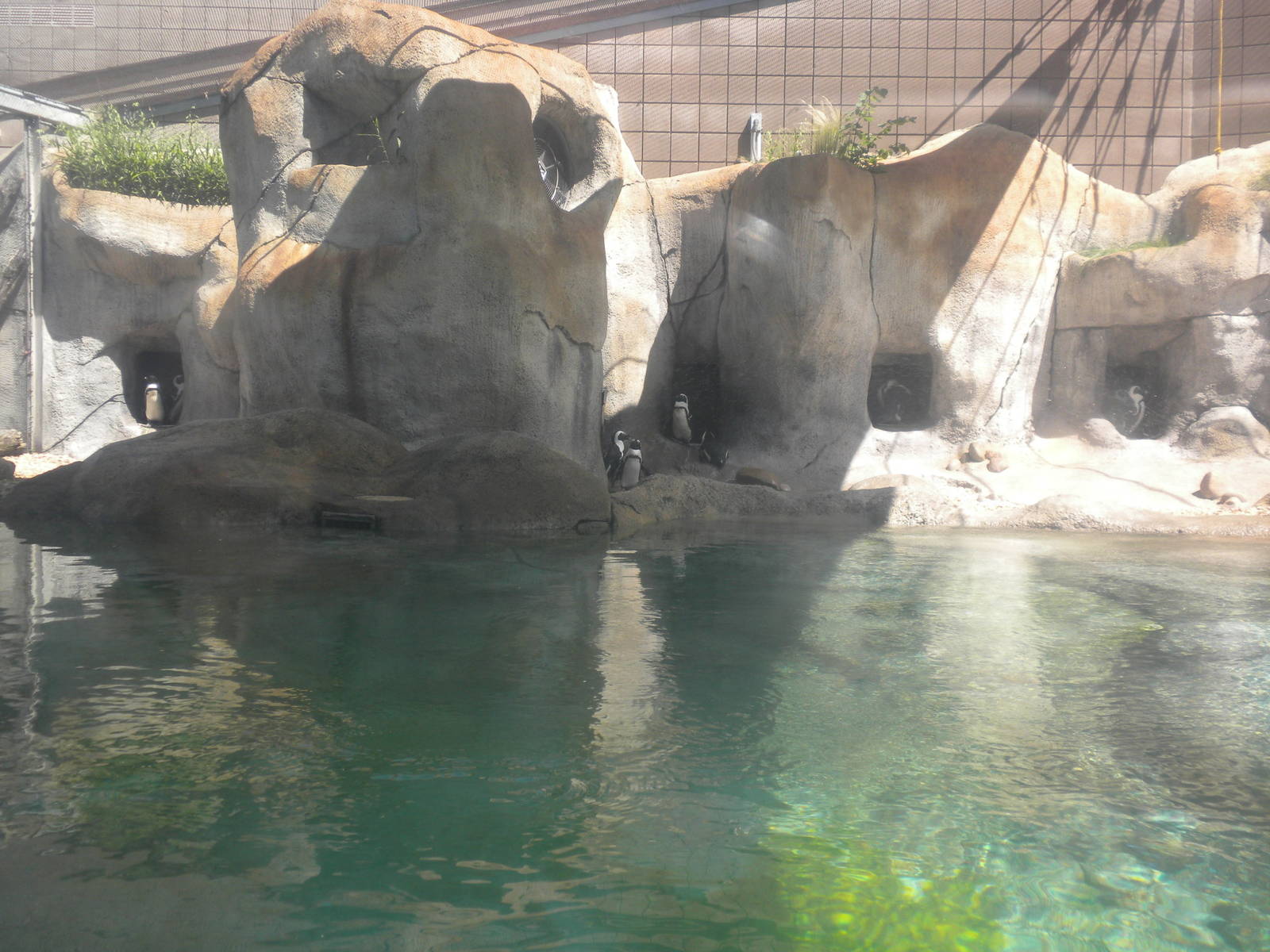 African Penguins