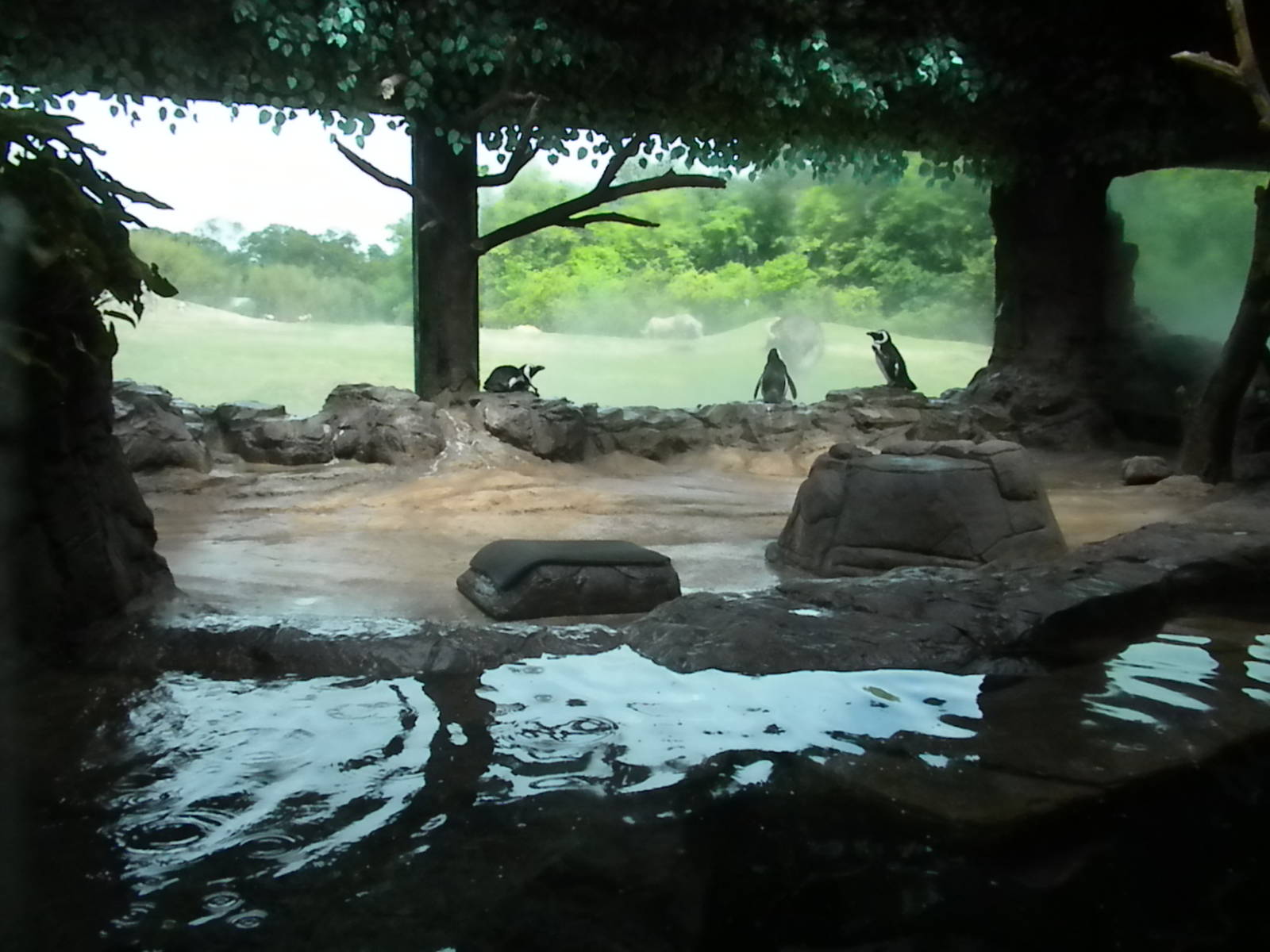African Penguins