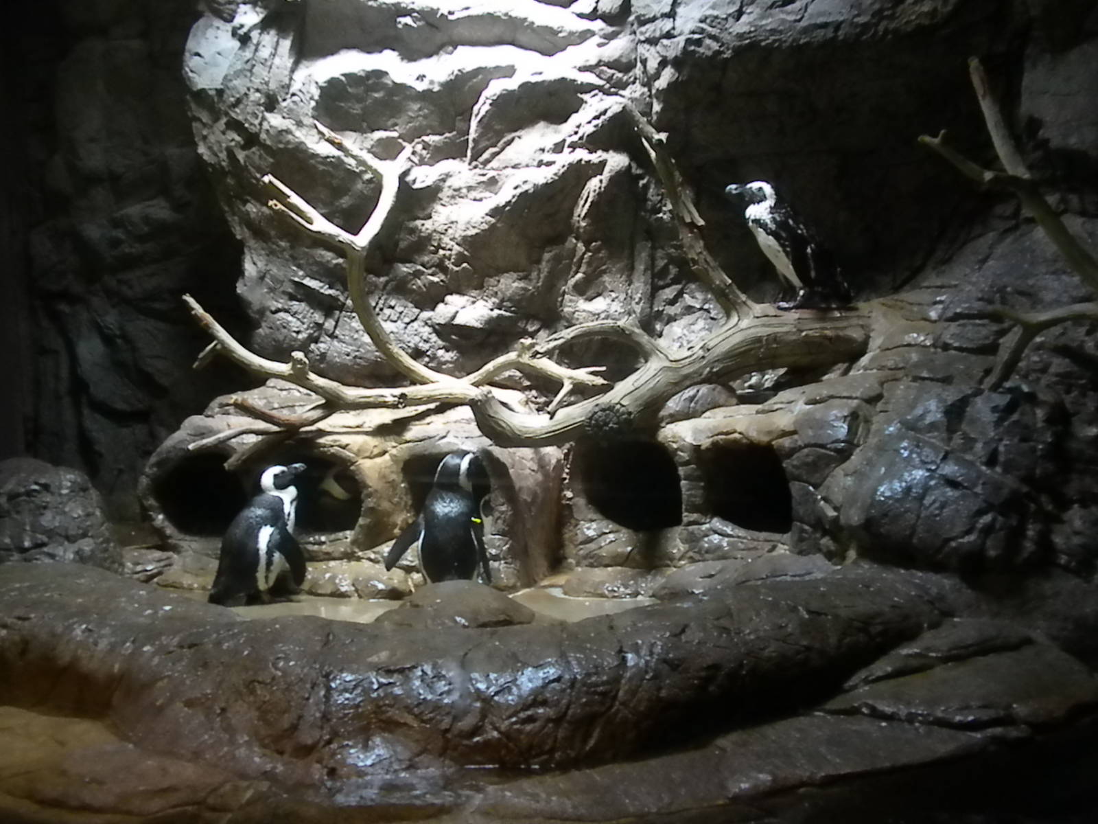 African Penguins