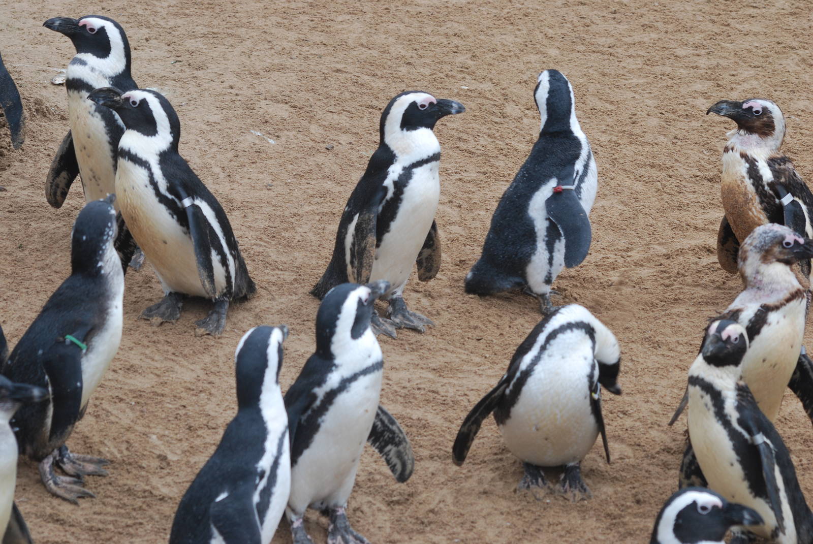 African penguins