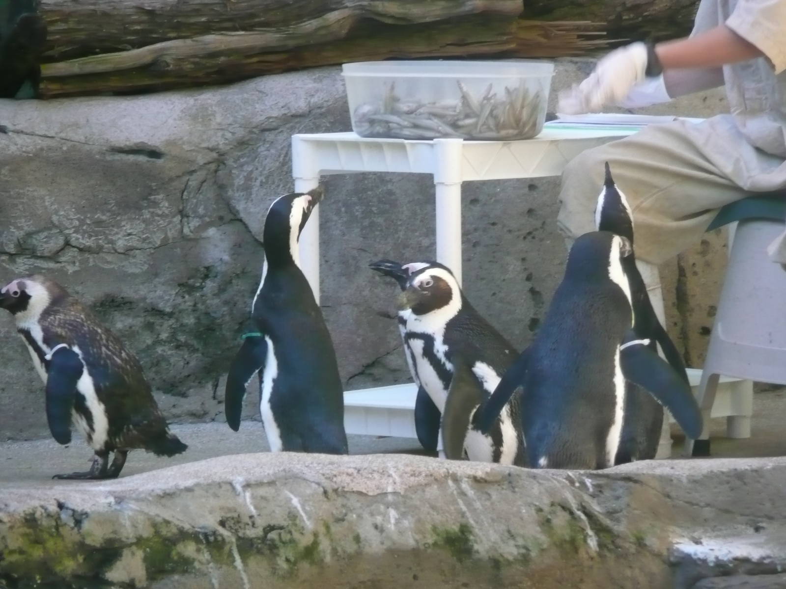 african penguins