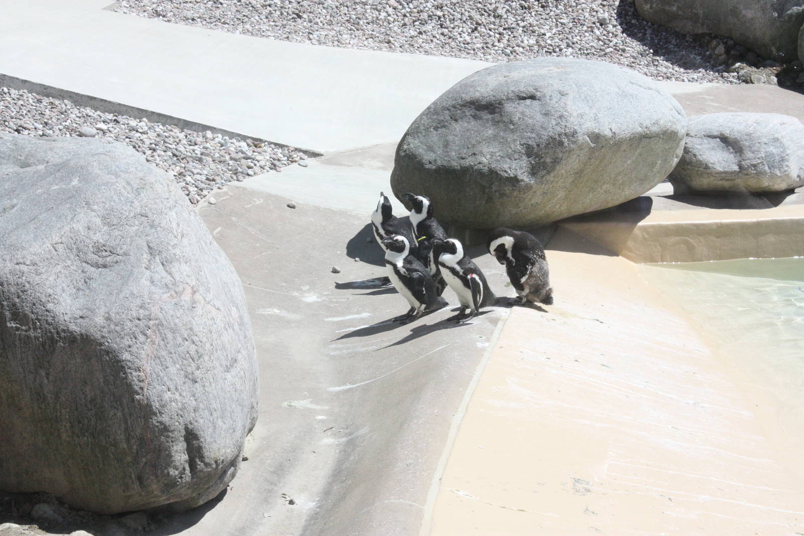 African Penguins