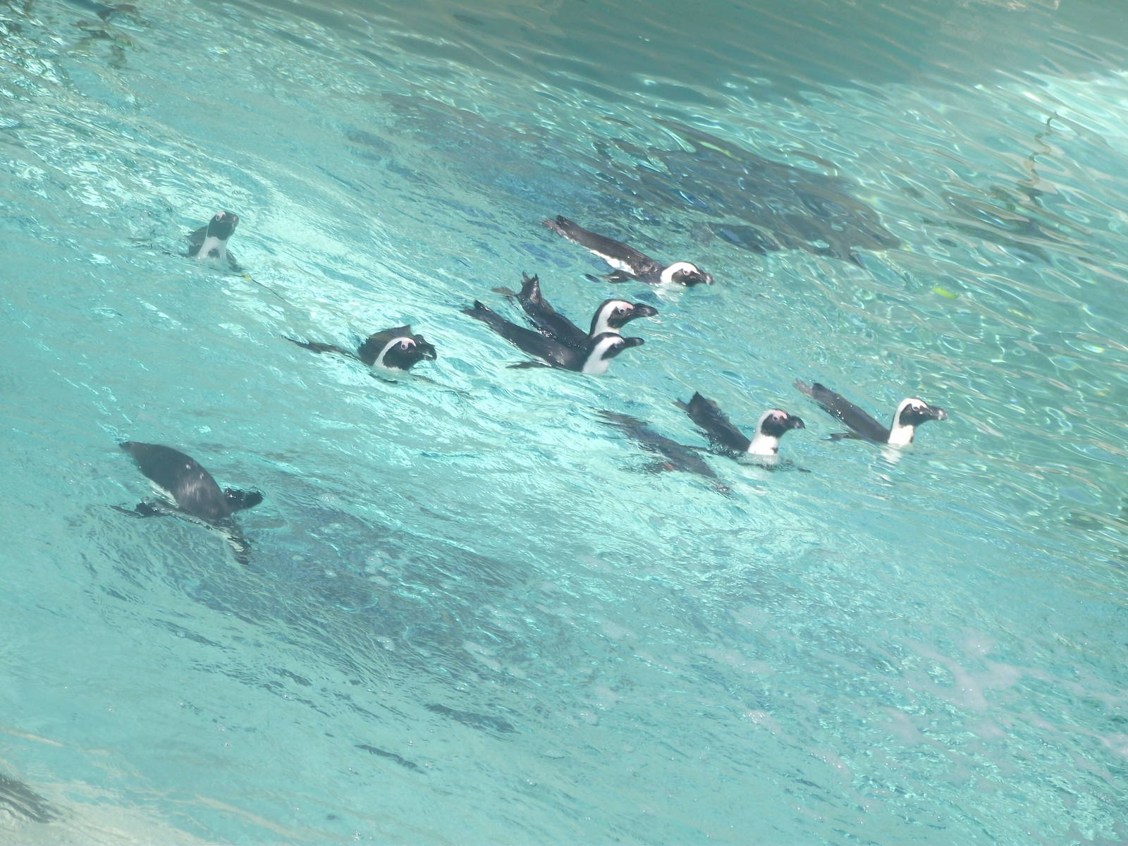 African Penguins