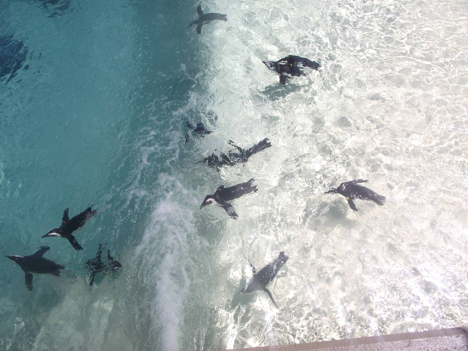 African Penguins