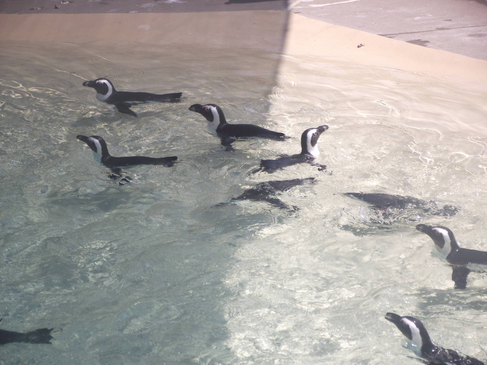 African Penguins