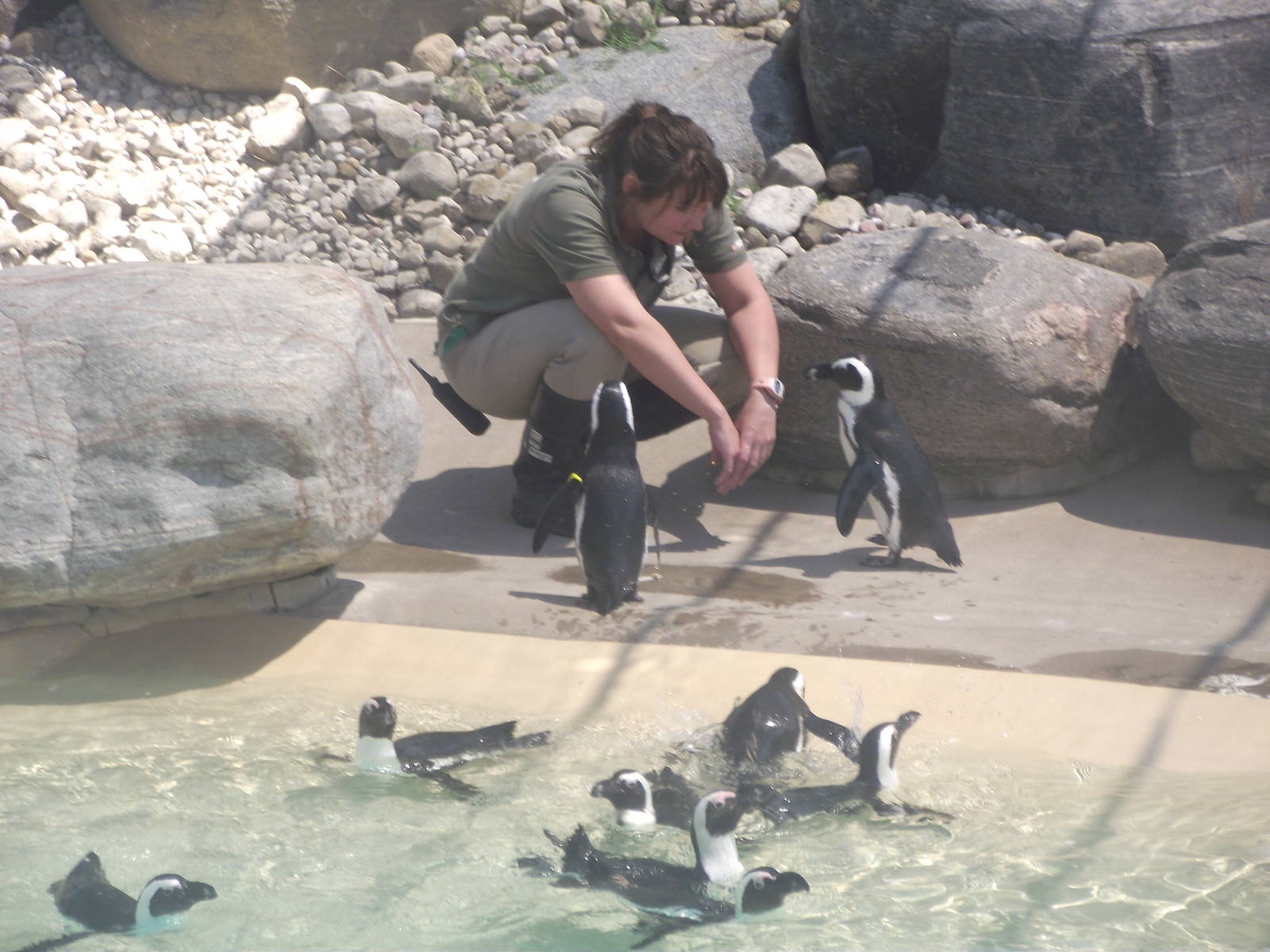African Penguins