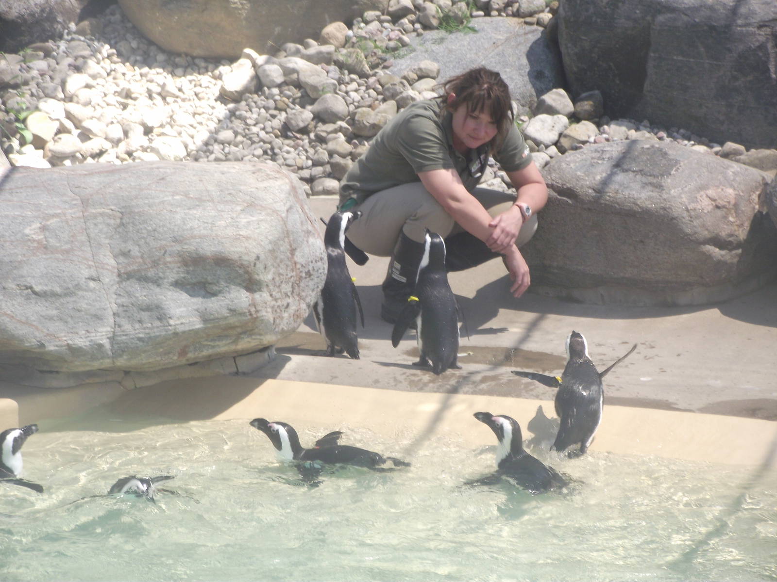 African Penguins