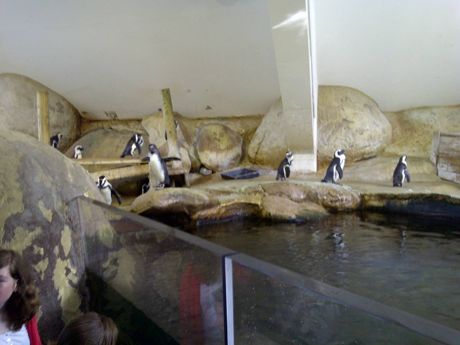 African Penguins