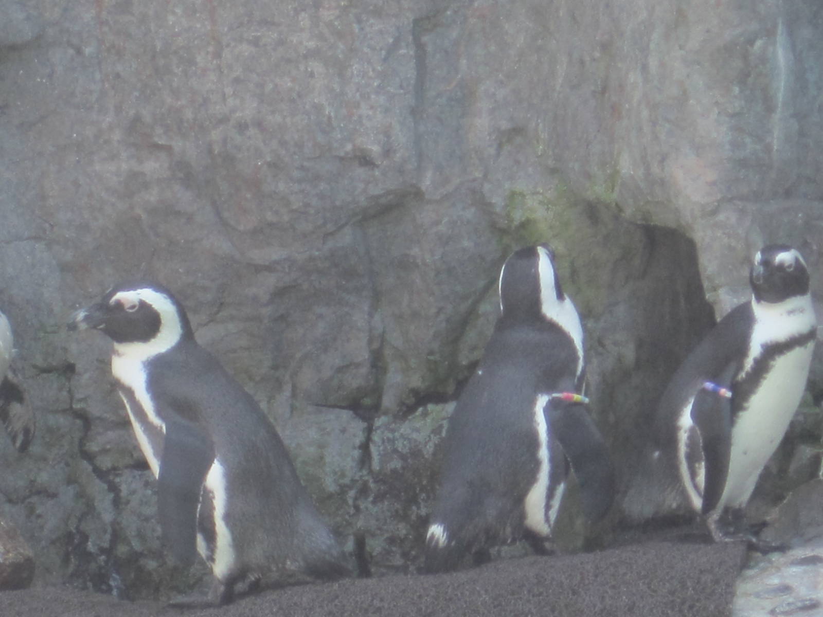 African Penguins
