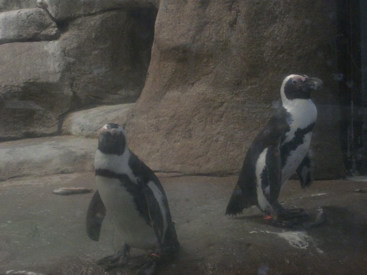 African Penguins