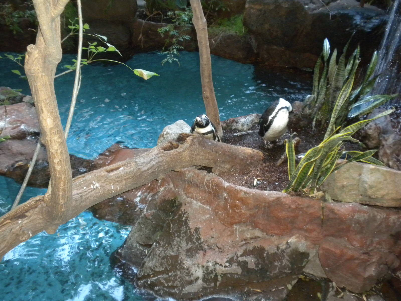 African Penguins