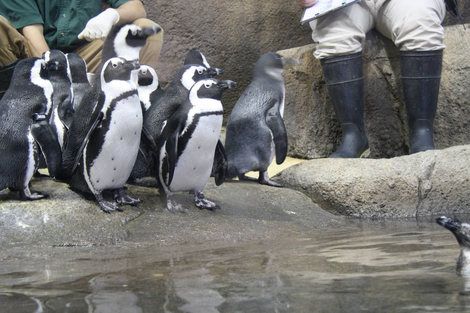 African Penguins