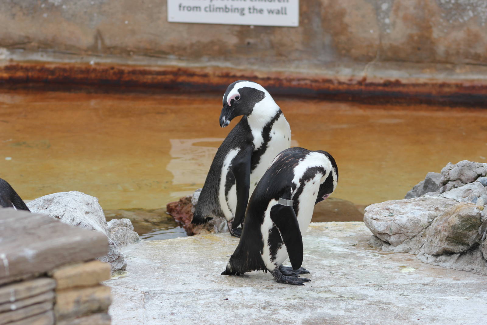 African penguins