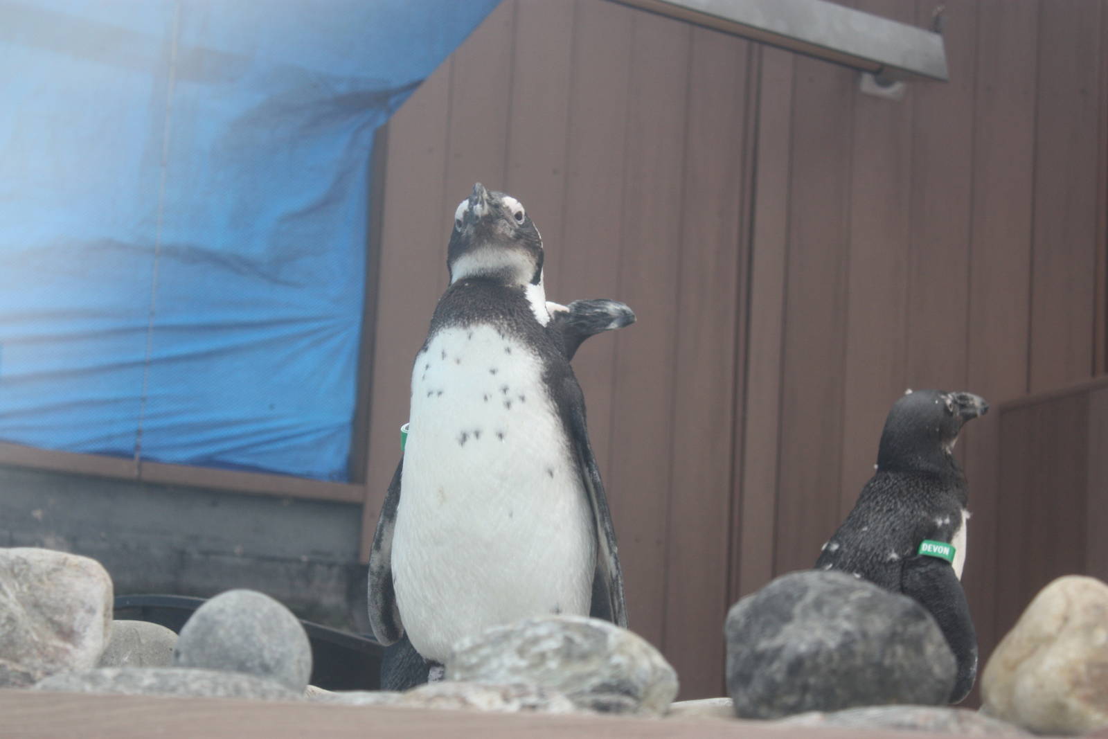 African Penguins