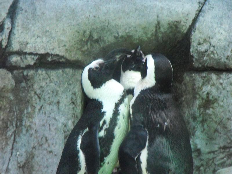 African Penguins