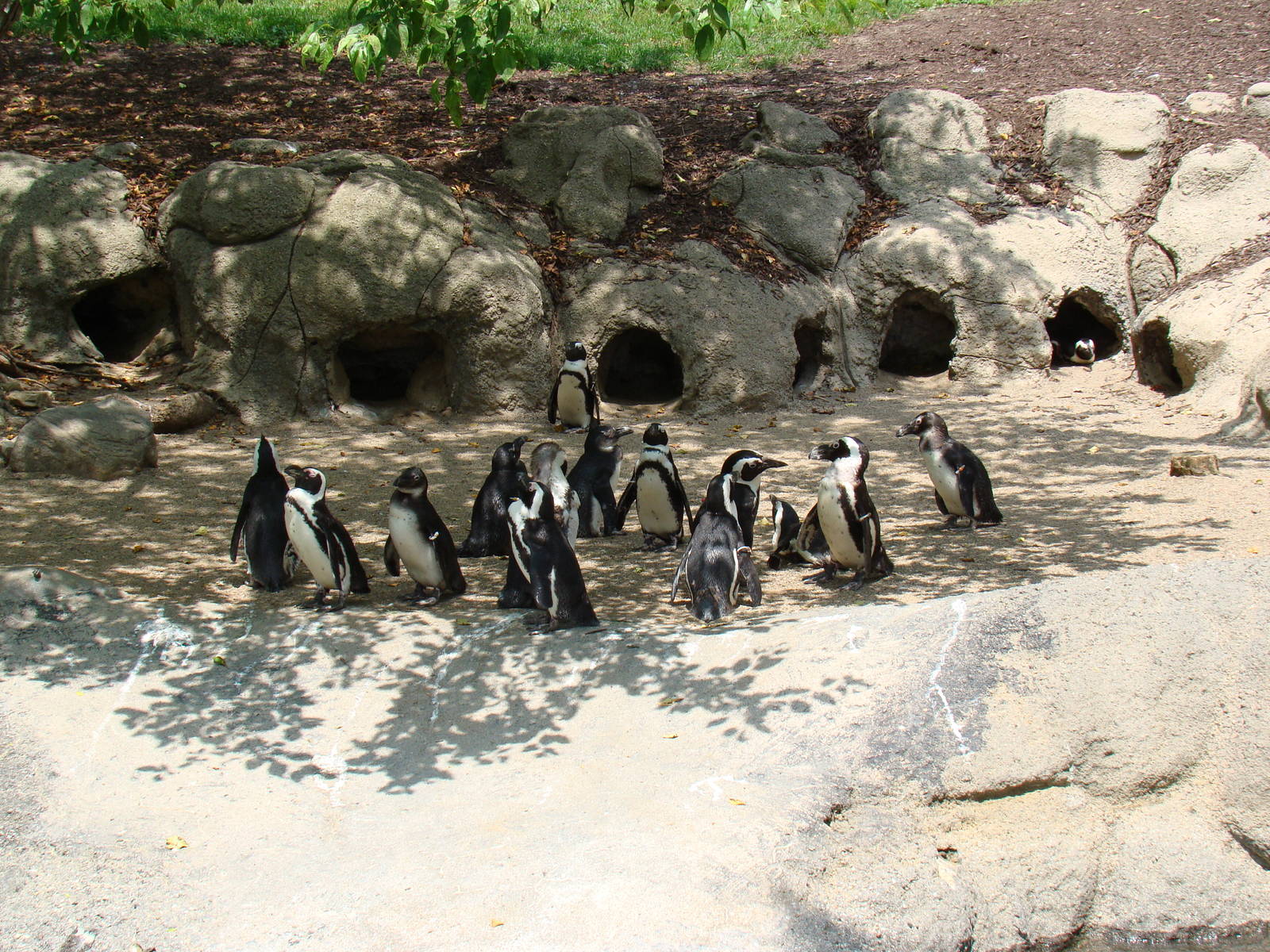 African Penguins