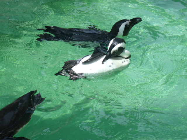 African Penguins