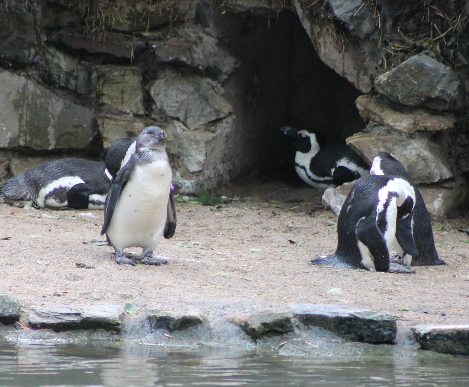 African penguins