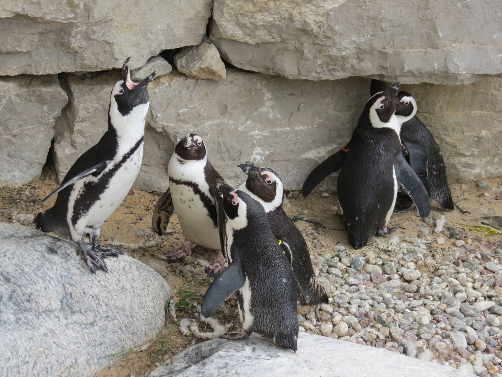 African Penguins
