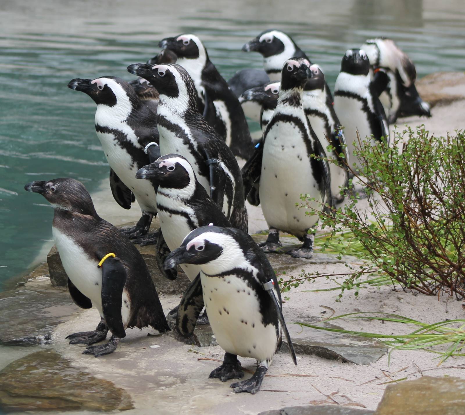 African penguins