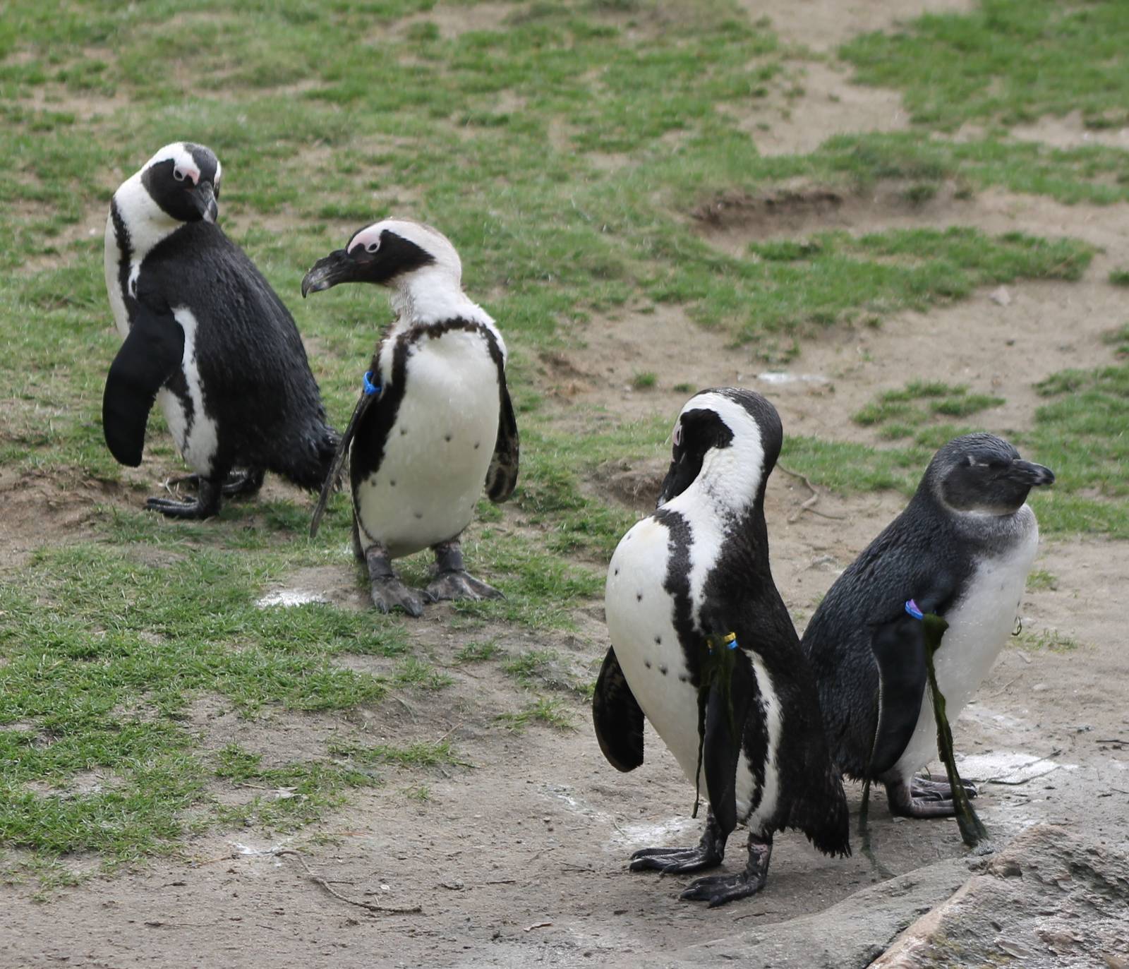 African penguins