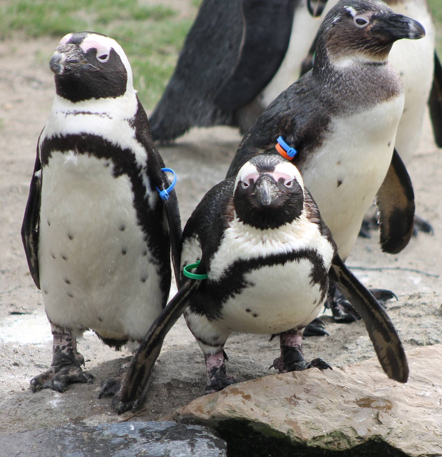 African penguins