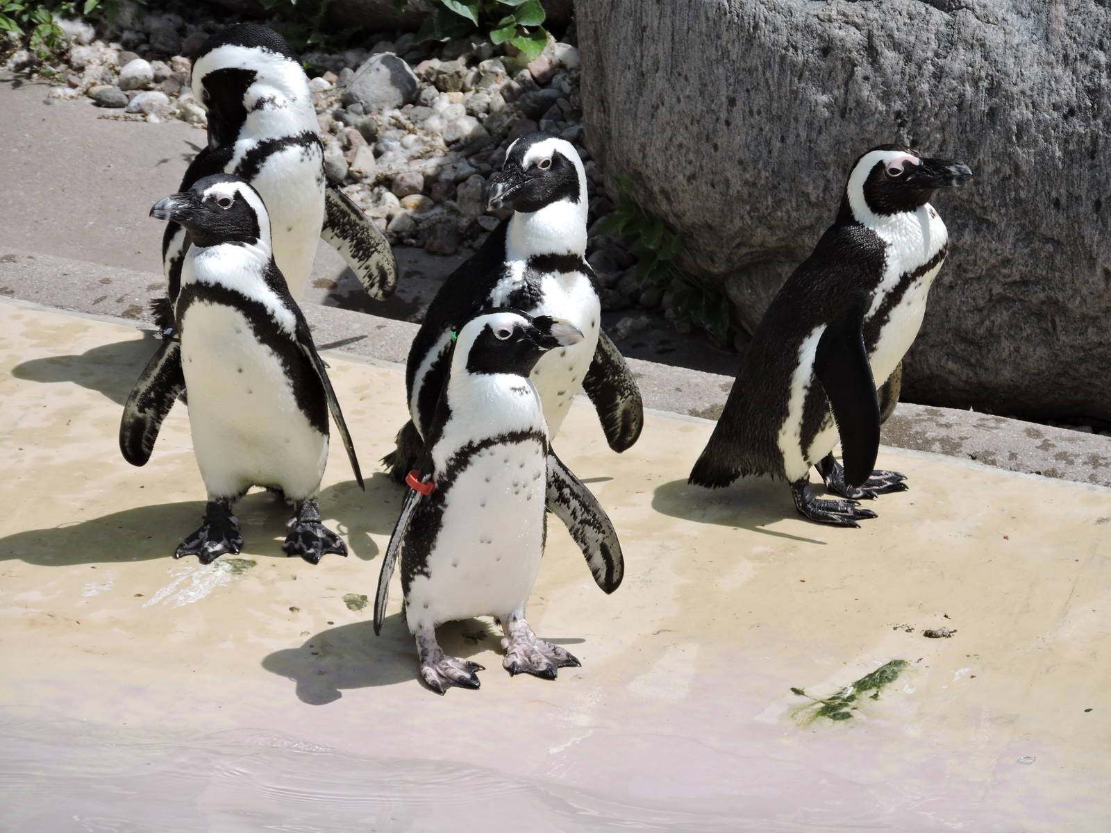 African Penguins