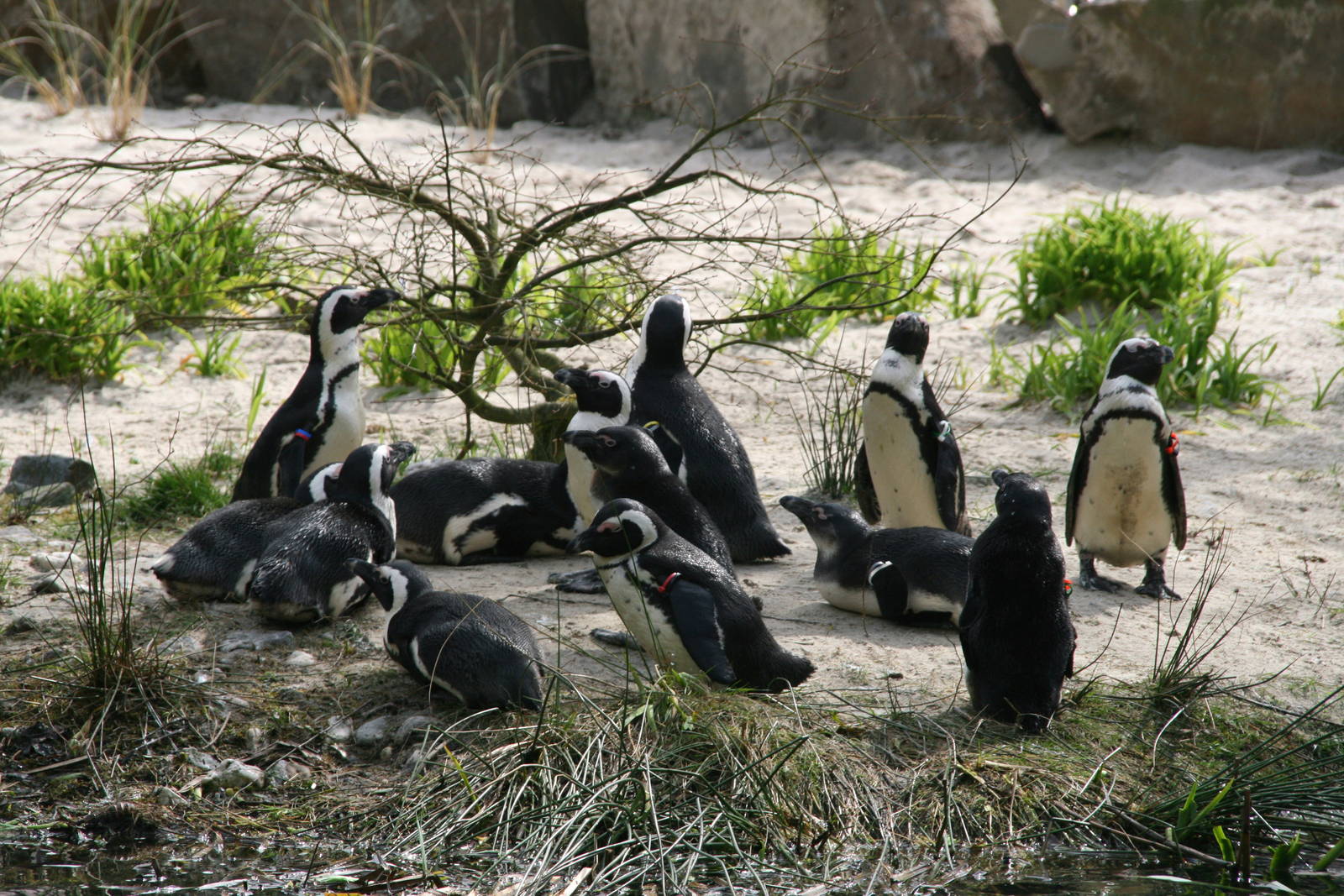 African penguins